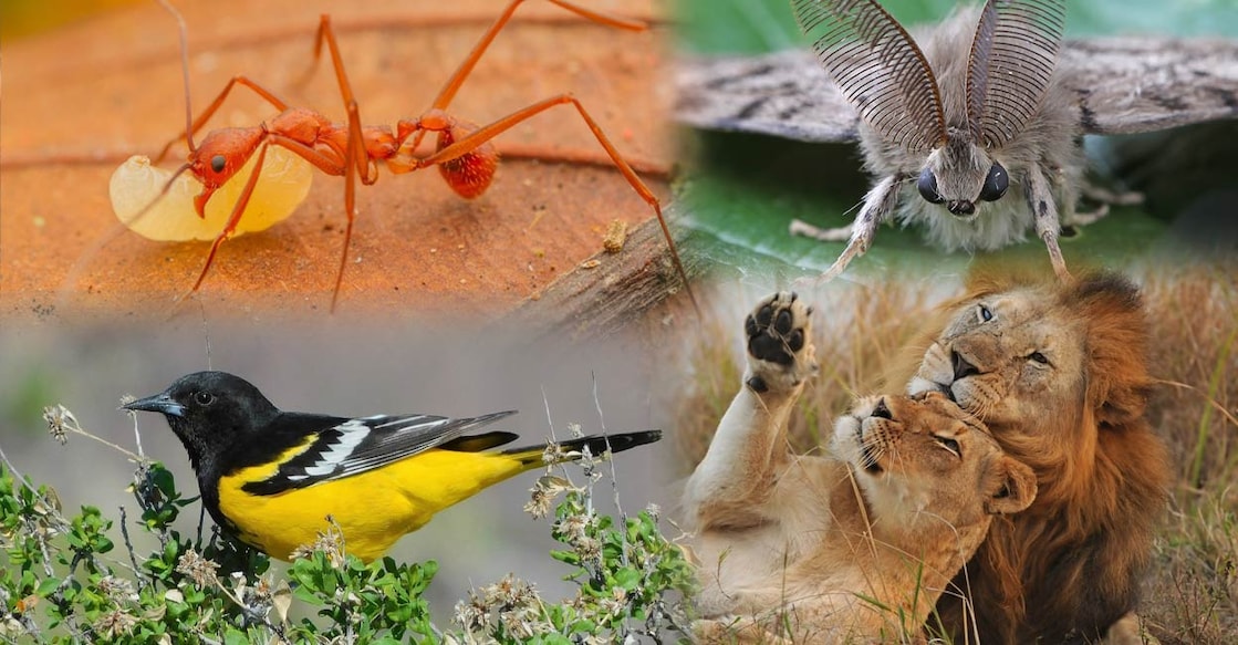 animals-name Creative: Manorama