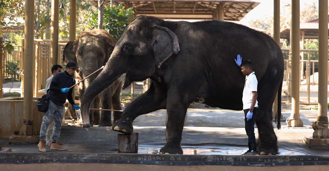ആനയെ ചികിത്സിക്കുന്ന വിദഗ്ധൻ (Phoo: X/@ril_foundation)