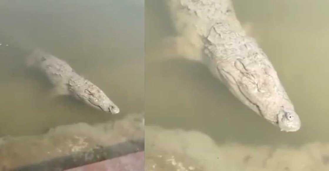 crocodiles മുതല (Photo:X/@PTIrahulshukla)