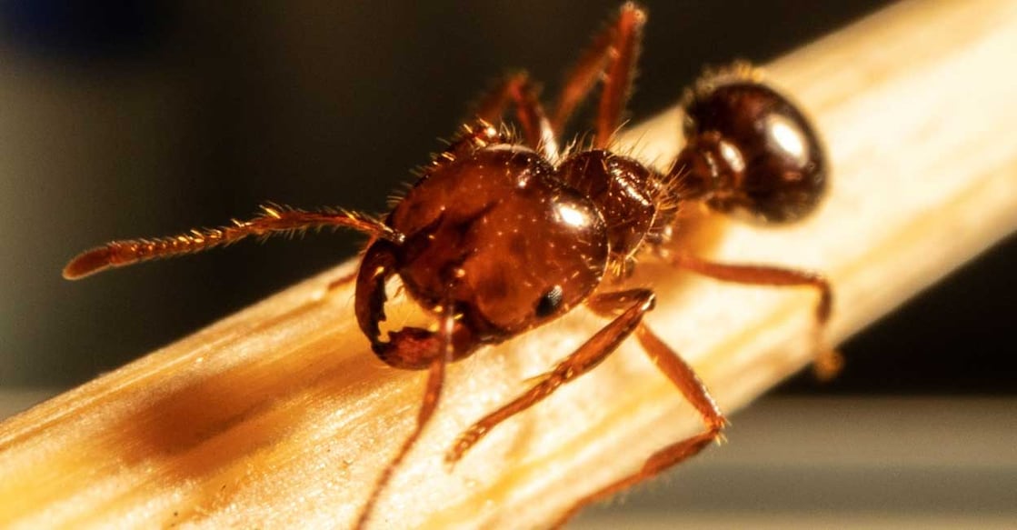 fireant-australia തീ ഉറുമ്പ് (Photo: X/ @SCUonline)