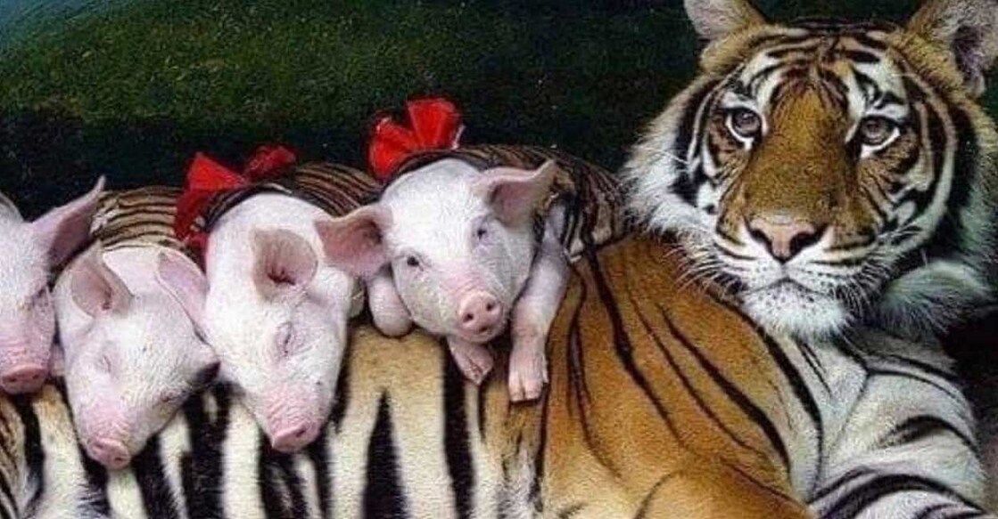 tigerpigs കടുവയ്ക്കൊപ്പം പന്നികൾ (Photo: X/ @jeonghooniie)