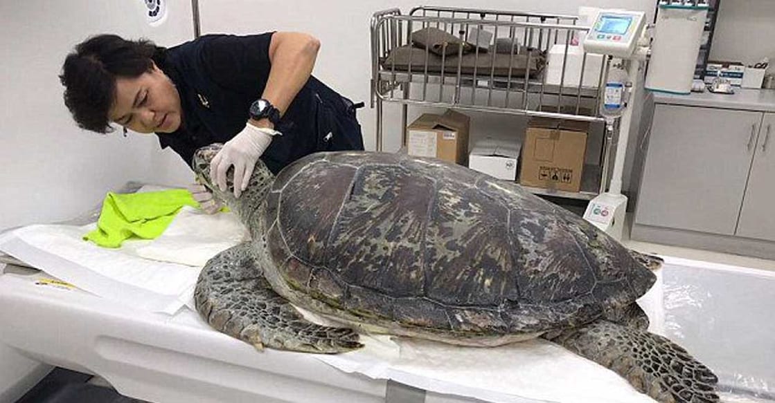 turtle-mouth ആമയെ പരിശോധിക്കുന്ന വെറ്ററനറി ഡോക്ടർ (Photo: X/ @PDChina)
