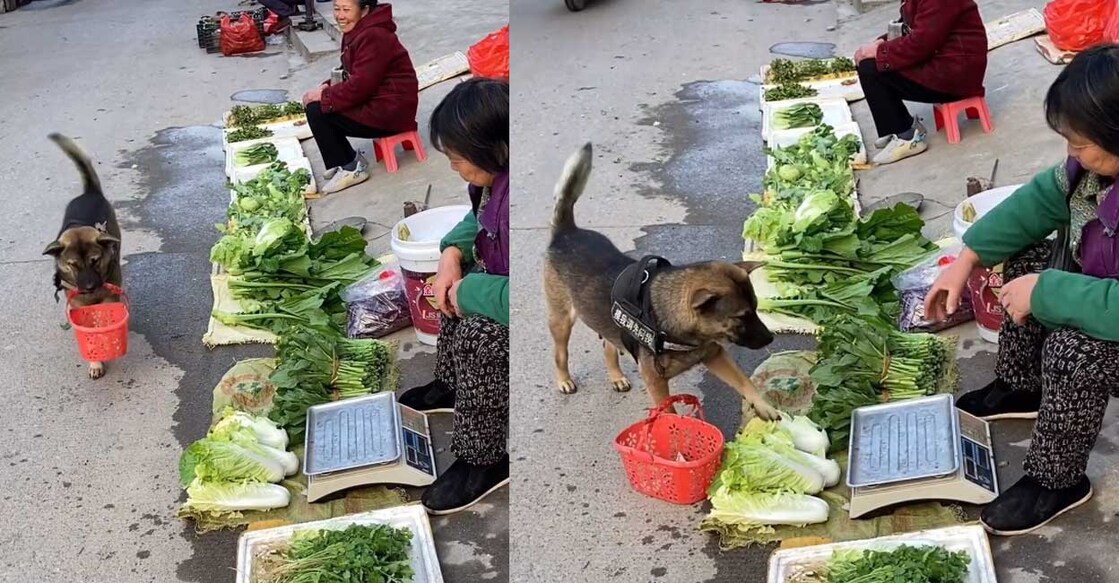 dog-animal പച്ചക്കറി വാങ്ങാനെത്തിയ നായ (Photo: Instagram/artistic_viral)