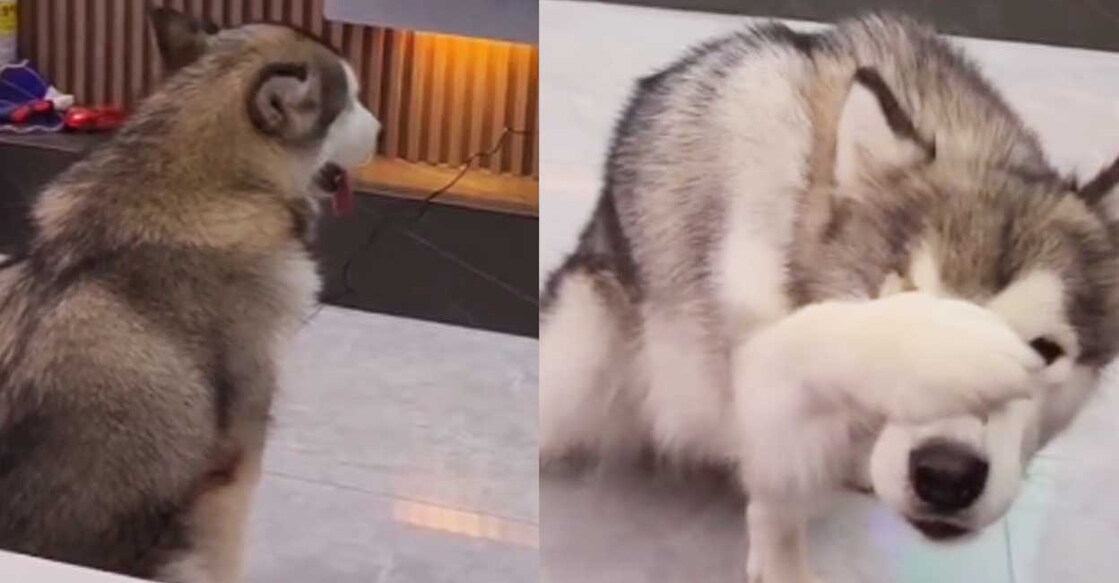 dog-animalss വിഡിയോയിൽ നിന്ന് (Screengrab: king_cat_love_era /iNSTAGRAM)