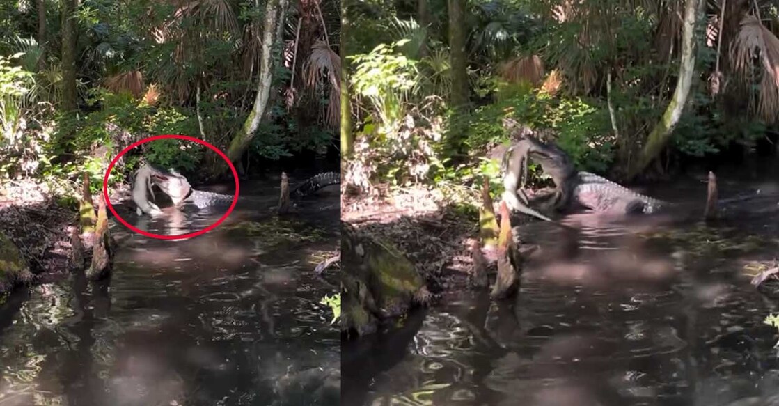 alligator ചീങ്കണ്ണി കുഞ്ഞിനെ കൊല്ലുന്ന വലിയ ചീങ്കണ്ണി (Screengrab: Instagram/therealtarzann)
