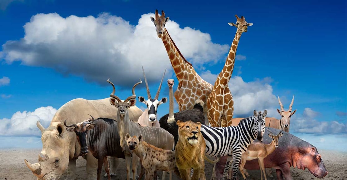 animals-env Representative Image (Photo Contributor: Anan Kaewkhammul/ Shutterstock)