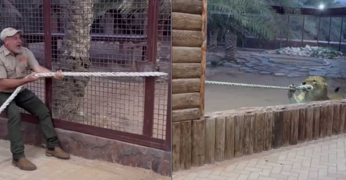 lion-thug വിഡിയോയിൽ നിന്ന് (Photo: Instagram/jayprehistoricpets)