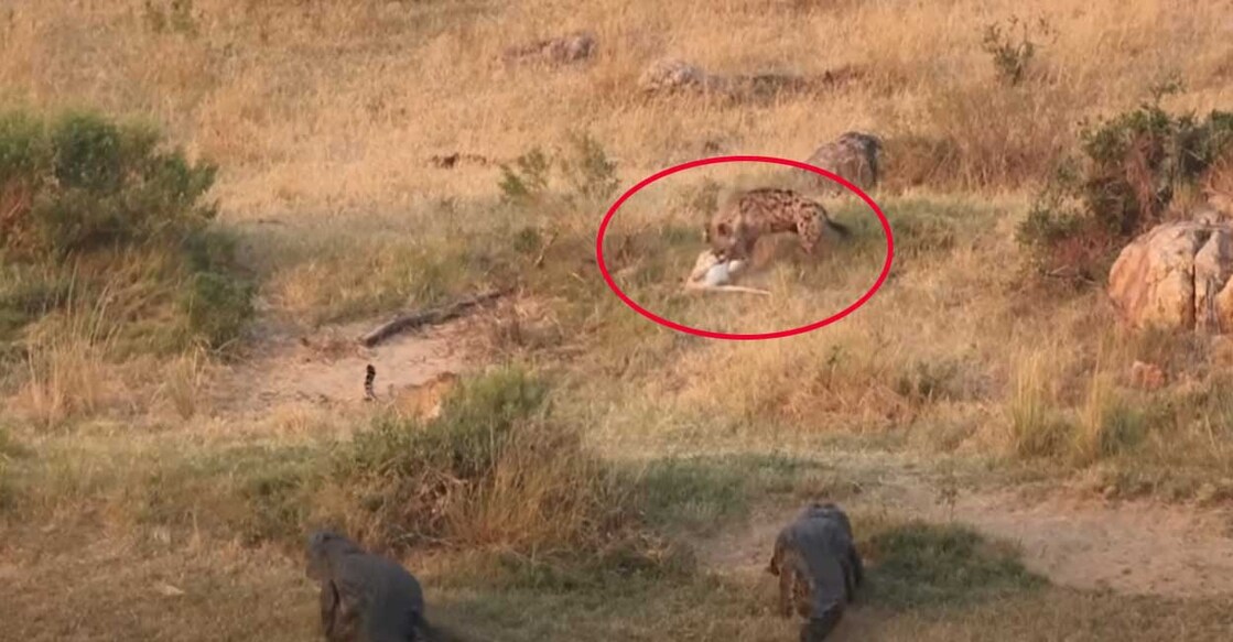 animal-stroke കഴുതപ്പുലിയിൽ നിന്നും മാനിനെ പിടിച്ചെടുക്കാൻ കാത്തിരിക്കുന്ന പുള്ളിപ്പുലിയും മുതലകളും (Photo: X/Latest Sightings)