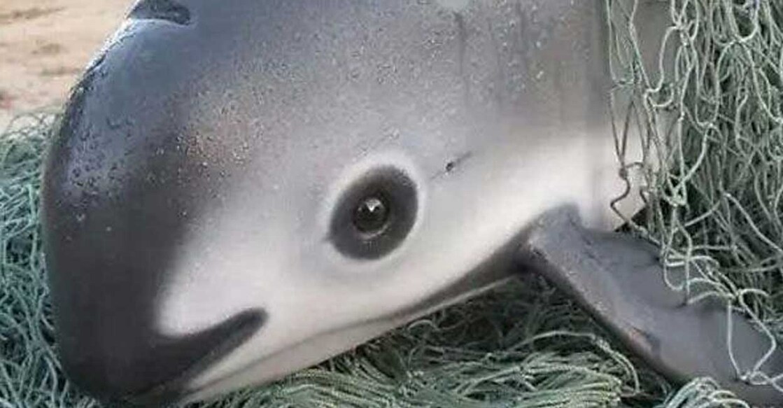 fish-vaquita വാക്വിറ്റ (Photo: X/@_ROB_29)