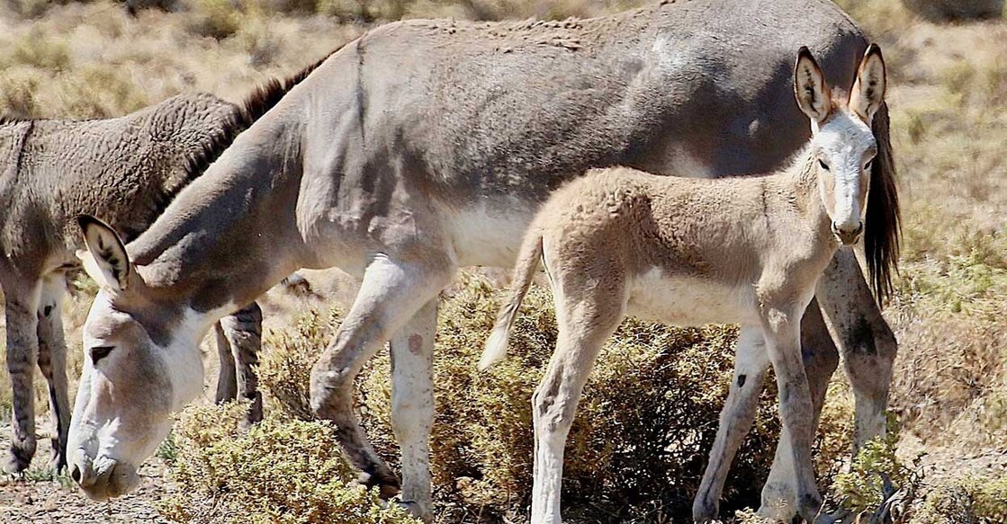 കഴുത ( Photo: X/@WildHorseEdu)