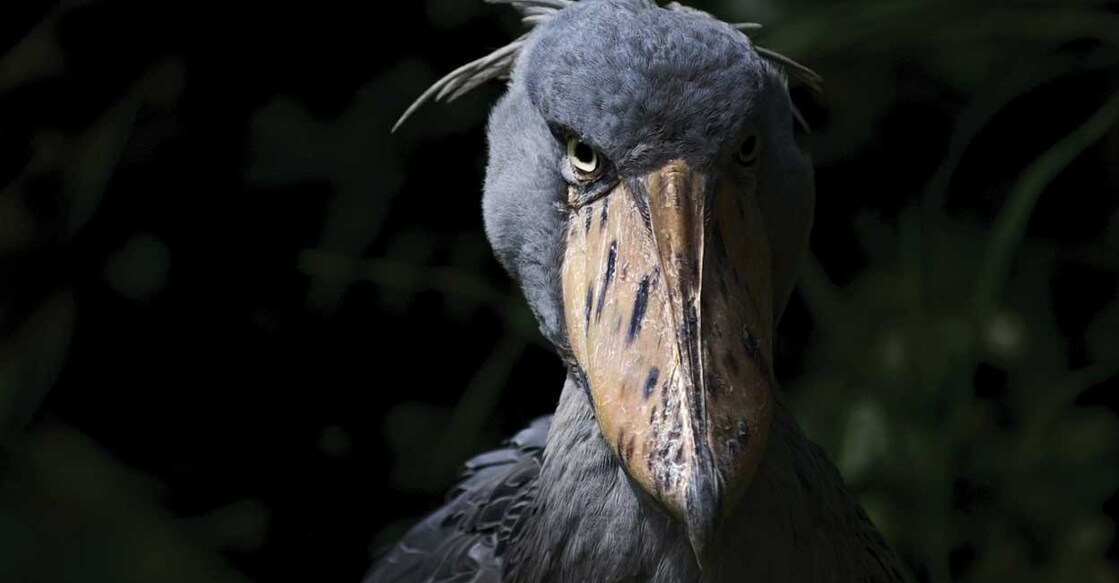 shoebill-look shoebill-look