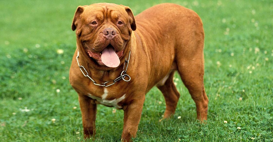 texas-couple-sentenced-to-prison-after-pitbulls-killed-81-year-old-man-ramon-najera texas-couple-sentenced-to-prison-after-pitbulls-killed-81-year-old-man-ramon-najera