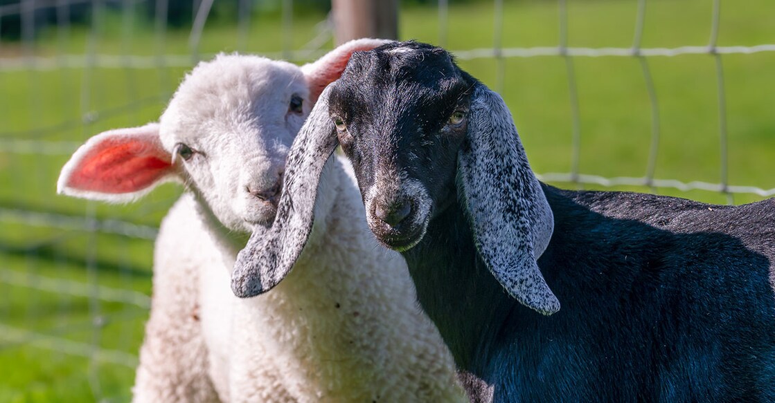 sheep-goat ചെമ്മരിയാടും ആടും (Credit:Andi Edwards/ Istock)