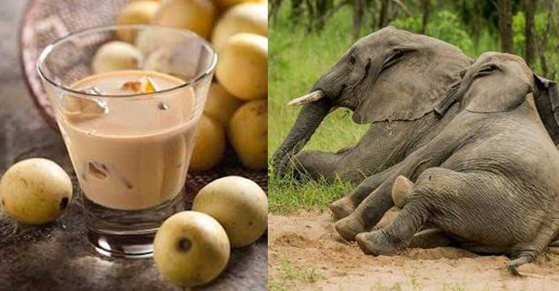elephants-amarula elephants-amarula