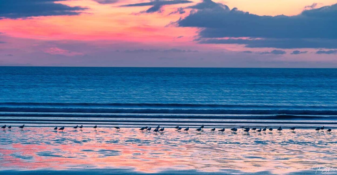 seagull (Photo: X/@Johnpow1)