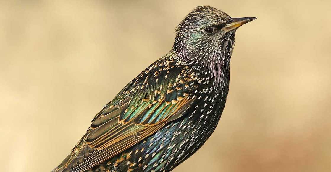 starling-bird starling-bird