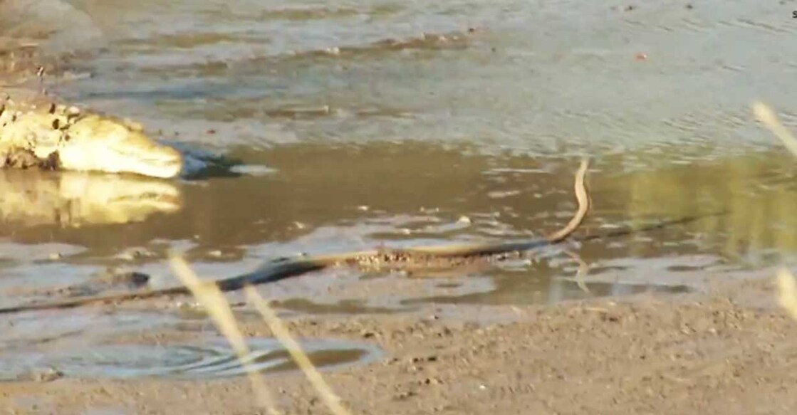 crocodiles പാമ്പിനെ പിടിക്കാൻ എത്തുന്ന മുതല (Photo: X/@LatestKruger)