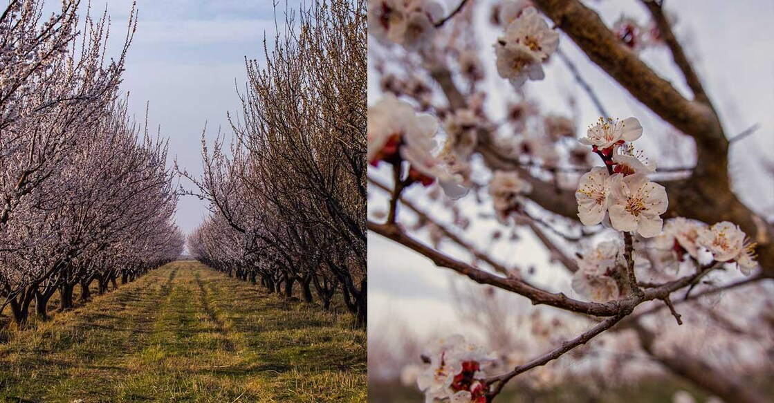 (Photo: X/@ArmeniaPic)