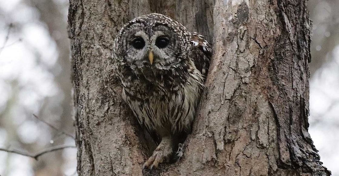 owl ബാർഡ് മൂങ്ങ(Photo: X/@officerpaynejr)