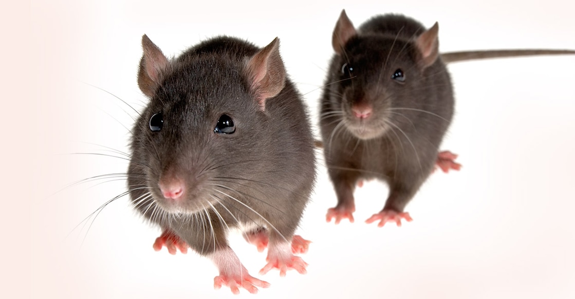 rat-elephant (Credit:wildcat78/ Istock)