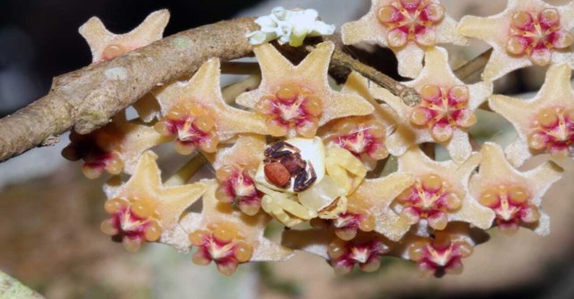 crab-spider-new (Wu and Gao, Frontiers EcoPics, 2024)