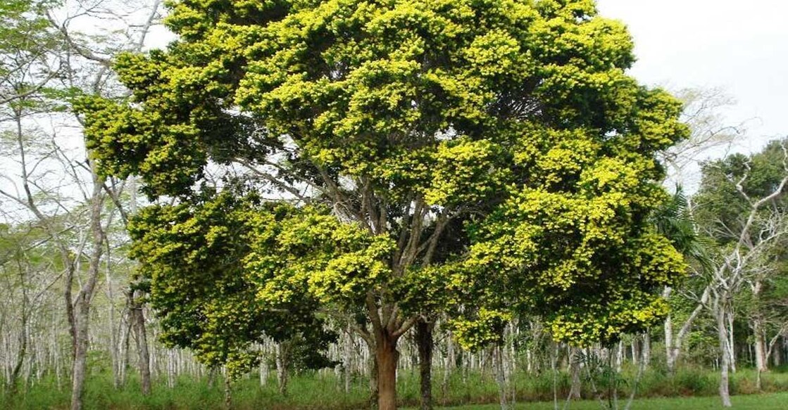 brazilwood-tree ബ്രസീൽവുഡ് (Photo:X/@RodizioB)