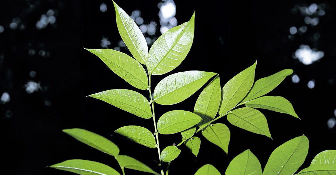 new-plant ‘എംബ്ലിക്ക ചക്രബർത്തിയ’ ചിത്രം: മനോരമ