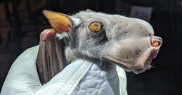 പെണ്ണുങ്ങൾ കാരണം തല വലുതായിപ്പോയ പാവം ആൺ വവ്വാൽ! ആഫ്രിക്കയിലെ ചുറ്റികത്തലയൻ