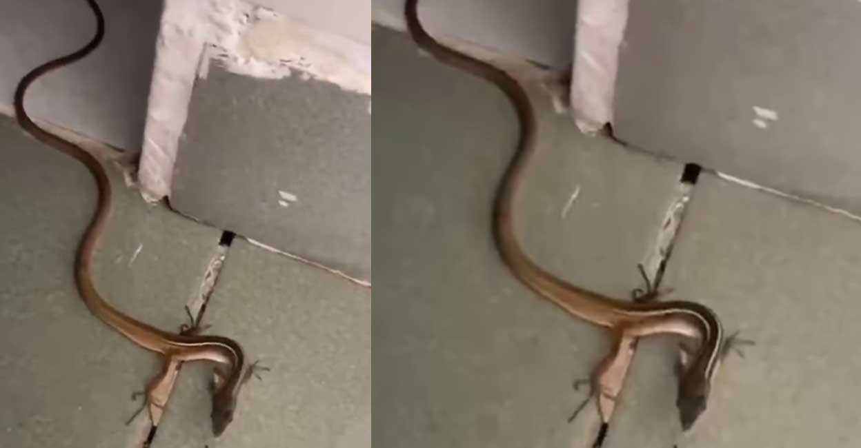 കാലുള്ള പാമ്പോ, അതോ അരണയോ ...