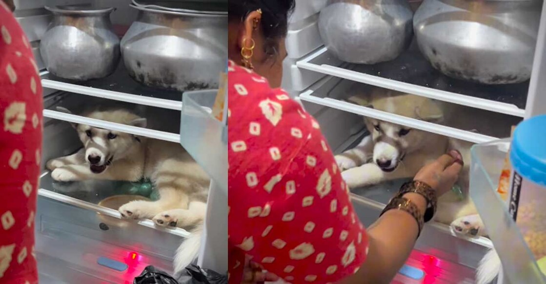 dog-fridge ഫ്രിജിൽ നിന്നും നായയെ പുറത്തുകൊണ്ടുവരാൻ ശ്രമിക്കുന്ന വീട്ടമ്മ (Photo: Instagram/am_still_a_wanted )