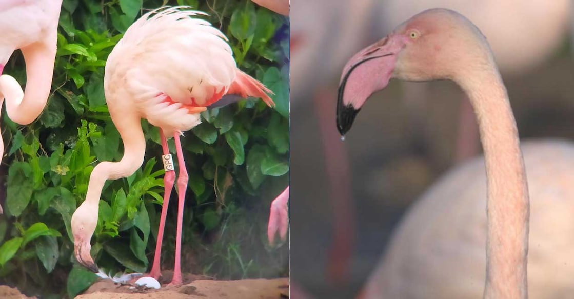 ഗെർട്രൂഡ് ഫ്ലെമിംഗോ (Photo:X@Pensthorpe, @fakenhamtimes)
