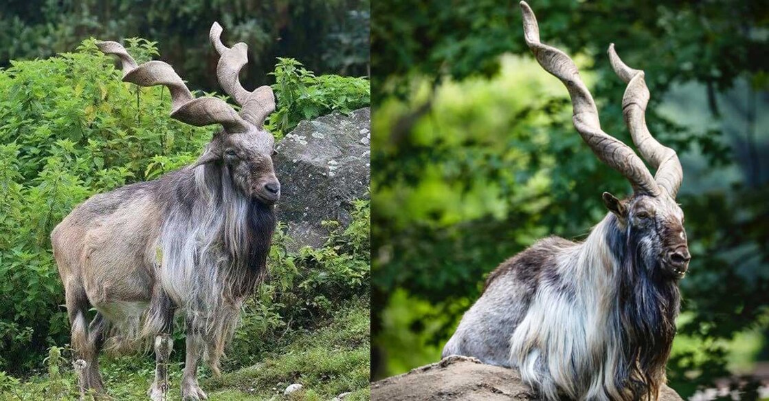 wild-goat മാർഖോർ (Photo: X/@MohammedSa53720)