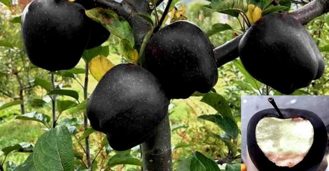 blackapple കറുത്ത ആപ്പിൾ (Photo: X/@blowingfact)