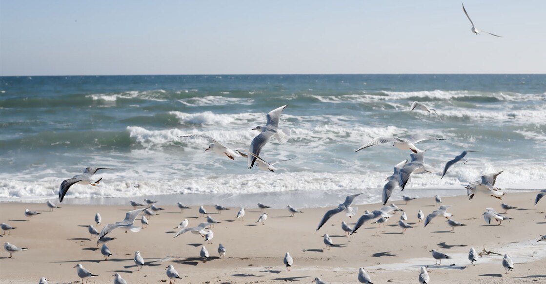 seagulljpg Credit:Valerii Gomeniuk/ Istock