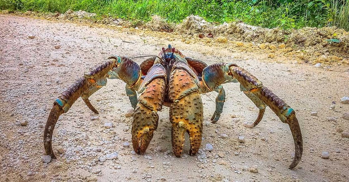 coconut-crab കോക്കനട്ട് ക്രാബ് (Photo: X/ @junior_miller)