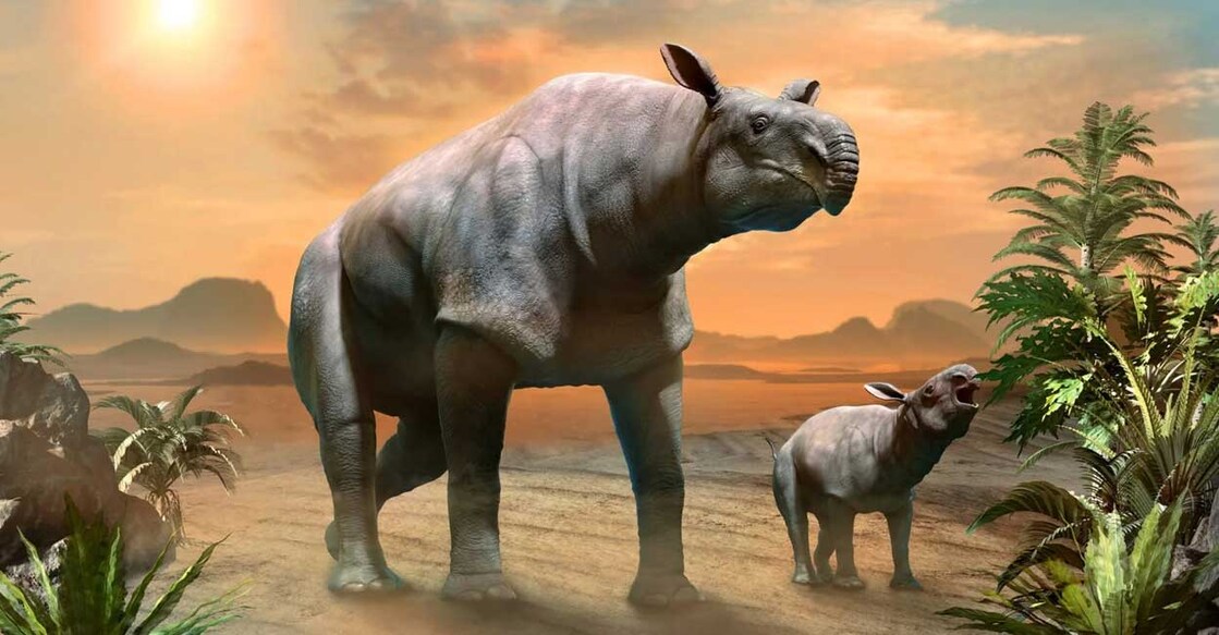 paraceratherium പ്രതീകാത്മക ചിത്രം (Photo: X/@MashableTR)