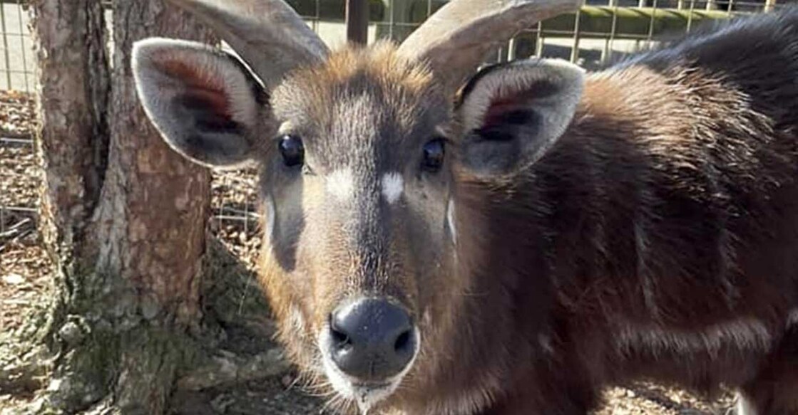 antelope ലീഫ് (Photo: Bright Zoo)