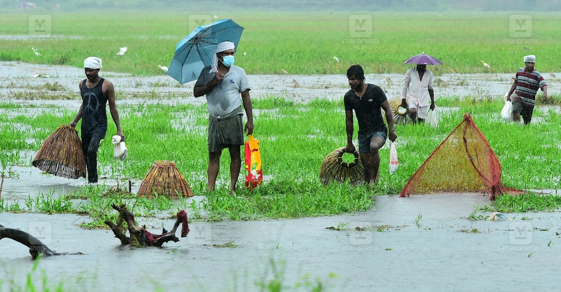 Fishing-at-Karingali-puncha പുതുവെള്ളം കുതിച്ചെത്തുമ്പോൾ കുതിച്ച് ചാടുന്ന മീനുകളെ കൂടയിലാക്കാനാണ് നാട്ടുകാരുടെ ശ്രമം. മഴയിൽ പാടശേഖരത്തിലും തോടുകളിലുമൊക്കെ വെള്ളം ഉയരുമ്പോൾ മീൻ പിടിക്കാനായുള്ള യാത്രയുടെ കാഴ്ച പന്തളം കരിങ്ങാലിപുഞ്ചയിൽ നിന്ന്. (ഫയൽ ചിത്രം: മനോരമ)