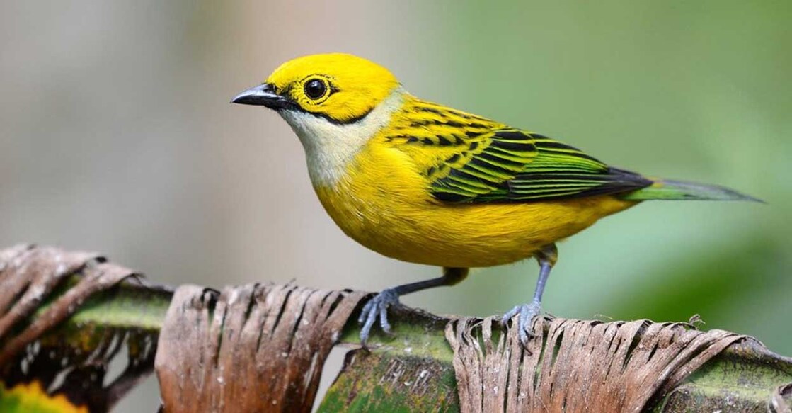 birds Silver-throated Tanager (Photo:X/@JWBirding)