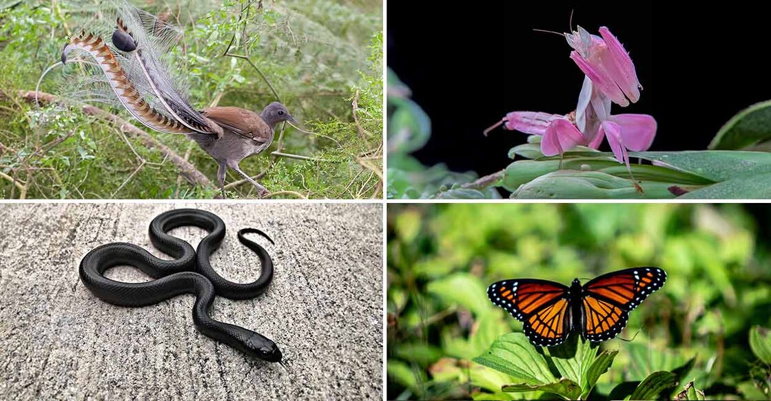 animals