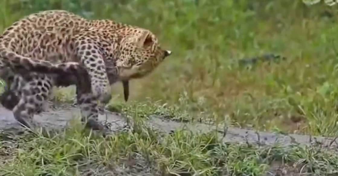leopards വിഡിയോയിൽ നിന്ന് (Photo: X/@naziya3030)