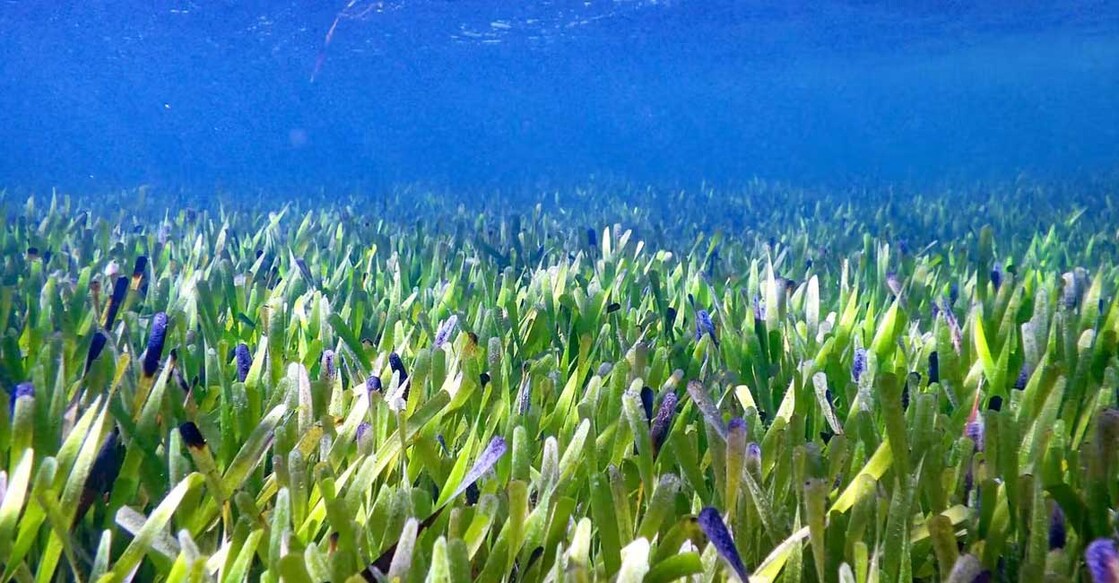posidonia-australis പോസിഡോണിയ ഓസ്ട്രാലിസ് (Photo:X/@shiv_teaching)