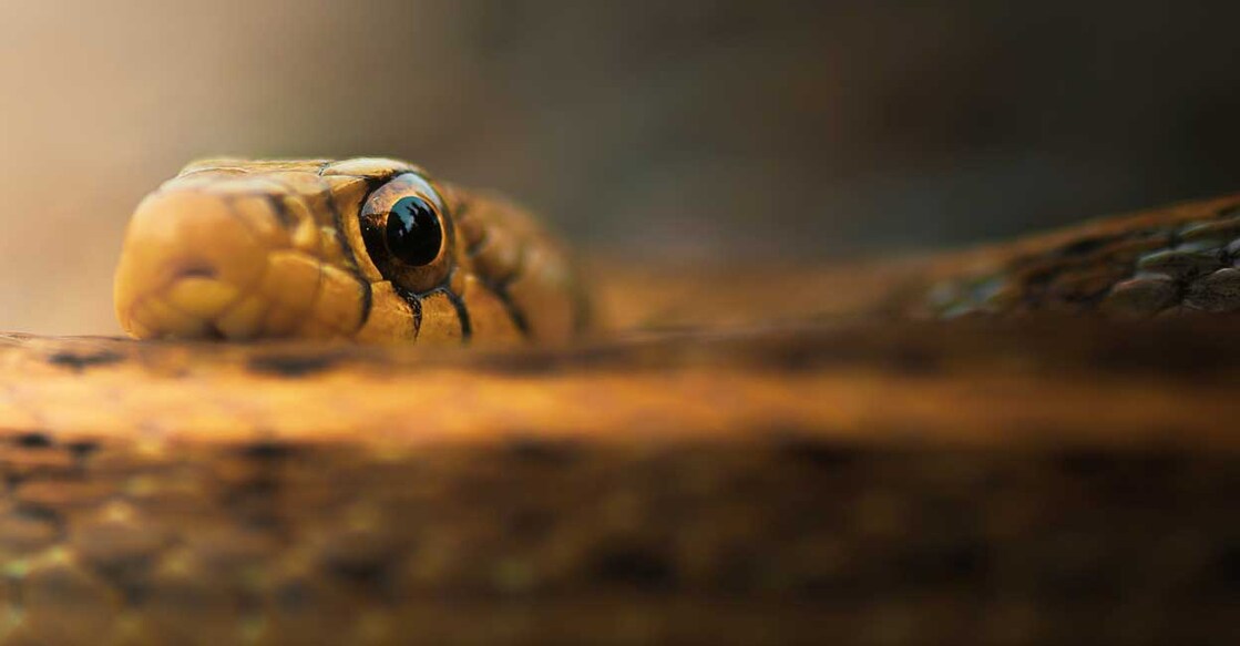 snake-animals (Photo:X/@arijitmondal1)