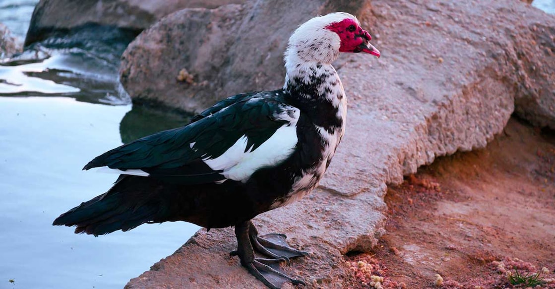 Muscovy duck (Photo: X/ @AFabMannequin)
