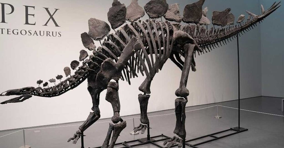 fossil-dinosaur