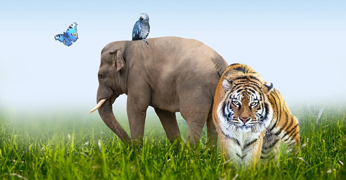 elephant-tiger