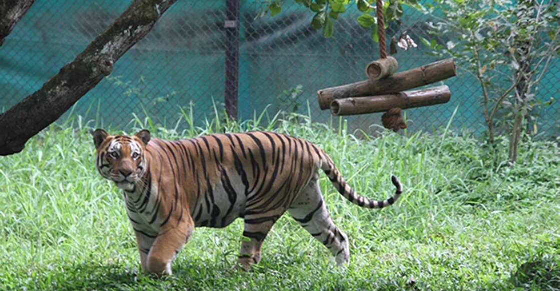 bannerughatta-national-park ബന്നാർഘട്ടെ കടുവാ സങ്കേതത്തിൽ നിന്നുള്ള ചിത്രം. ചിത്രം: www.bannerughattabiopark.org
