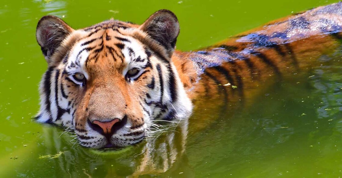 A tiger swims inside an enclosure at the Dubai Safari Park. (Photo by GIUSEPPE CACACE / AFP)