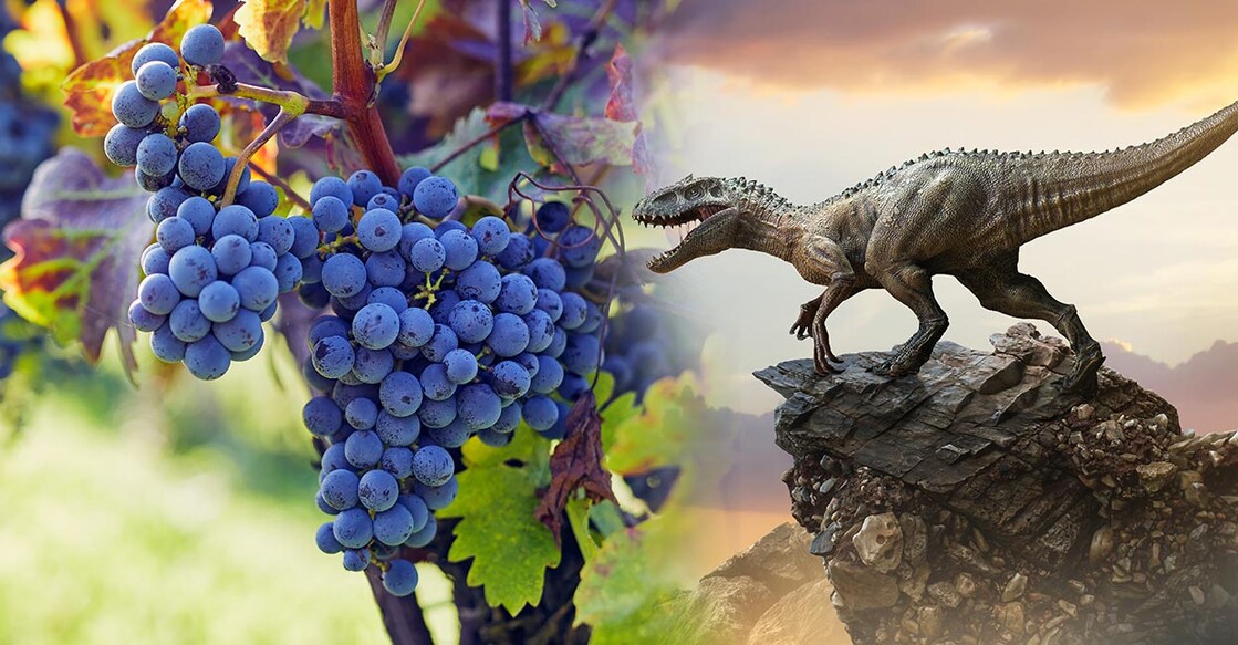dinosaur-grape (Photo Contributor: Rostislav_Sedlacek,chaiyapruek youprasert / Shutterstock)