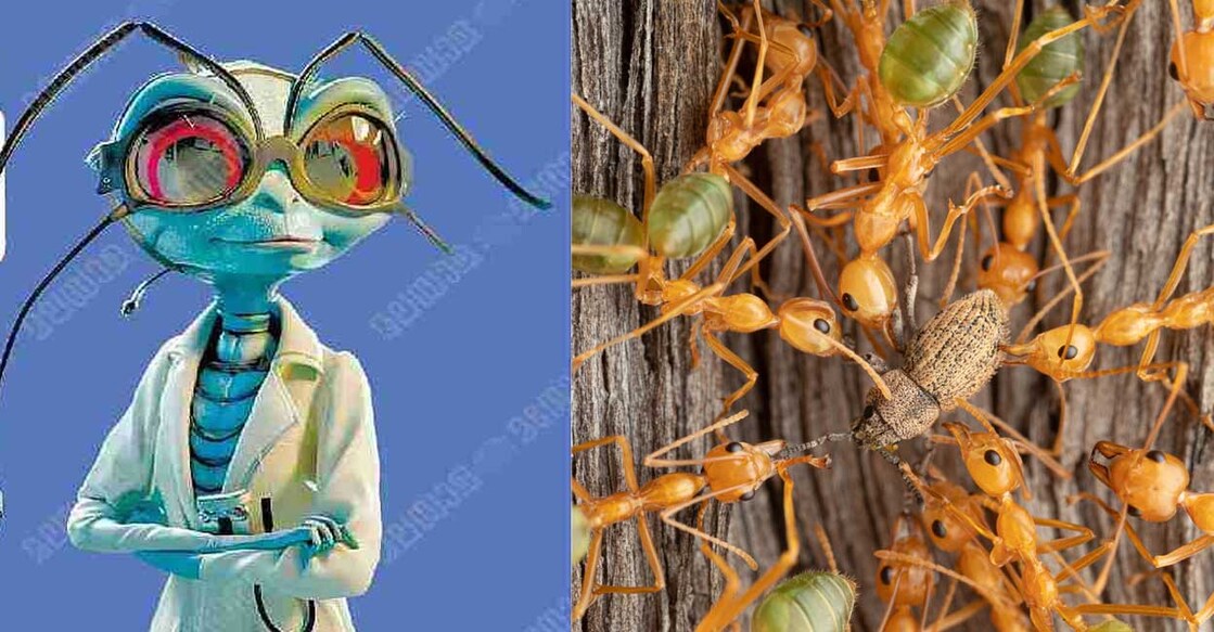 doctor-ants